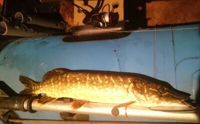 Lydeka, 0,9 kg