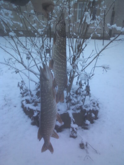 Lydeka, 2,4 kg — Pociūnų
