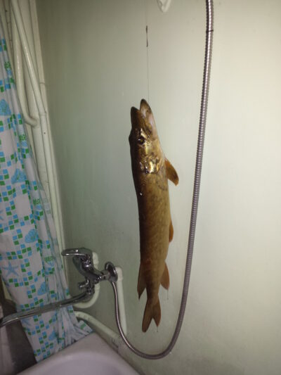 Lydeka, 1,5 kg — Dabužių