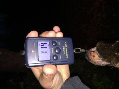 Lydeka, 1,1 kg