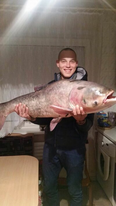 Baltasis plačiakaktis, 20,0 kg