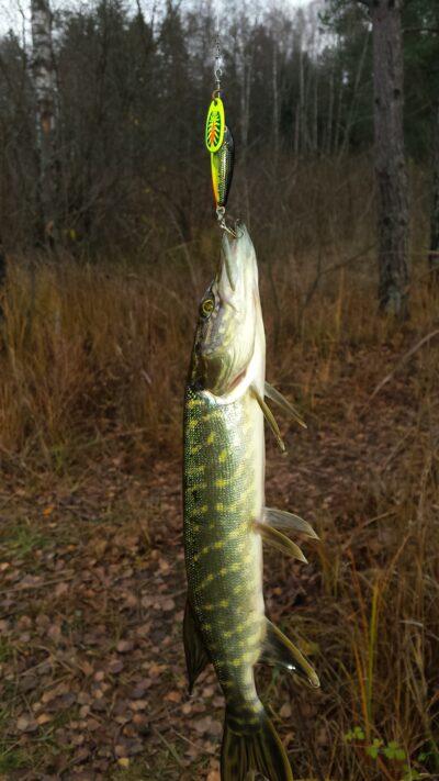 Lydeka, 0,4 kg