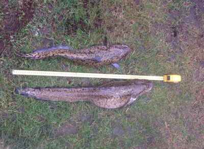 Vėgėlė, 3,2 kg — Nemunas