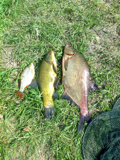 Karšis, 1,4 kg