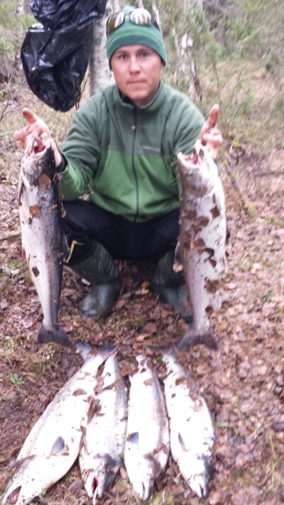 Atlantinė lašiša, 4,5 kg — Варзуга