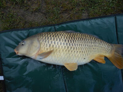Paprastasis karpis, 4,7 kg