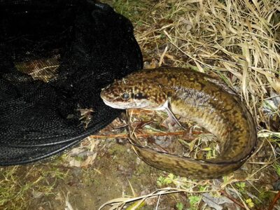 Vėgėlė, 1,8 kg — Nemunas
