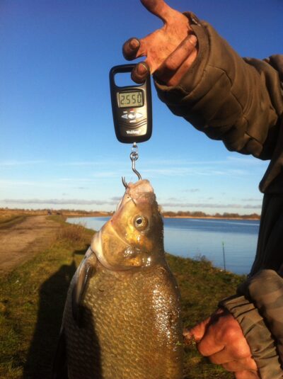 Karšis, 2,5 kg — Skirvytė