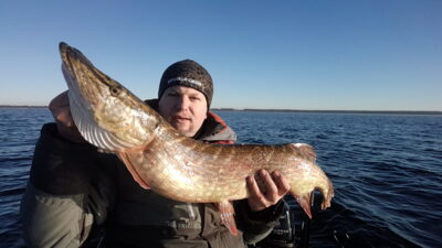 Lydeka, 7,7 kg