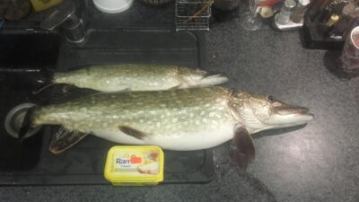 Lydeka, 3,8 kg