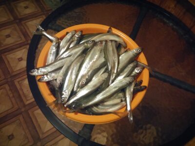 Stinta, 4,4 kg — Kuršių