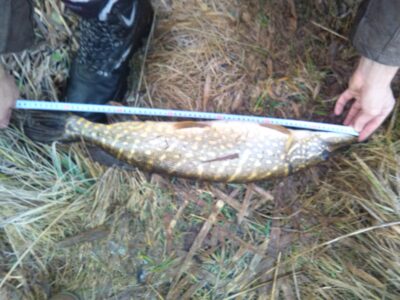 Lydeka, 2,8 kg — Luknėnų