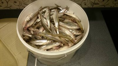 Stinta, 7,5 kg — Baltijos jūra