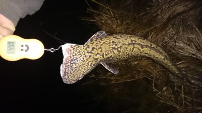 Vėgėlė, 4,3 kg — Nemunas