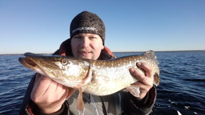 Lydeka, 2,3 kg