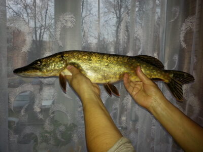 Lydeka, 1,5 kg