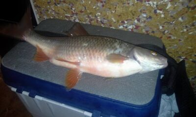 Paprastoji kuoja, 0,6 kg — Galvė
