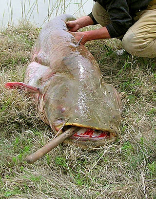 šamas, 23,7 kg