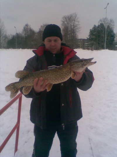 Lydeka, 2,5 kg