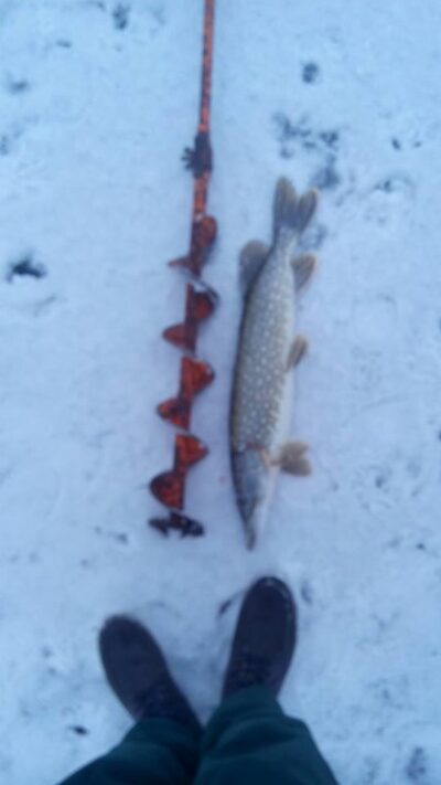 Lydeka, 1,8 kg