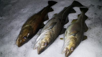 Menkė ×3