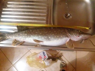 Lydeka, 2,0 kg — Karklėnų