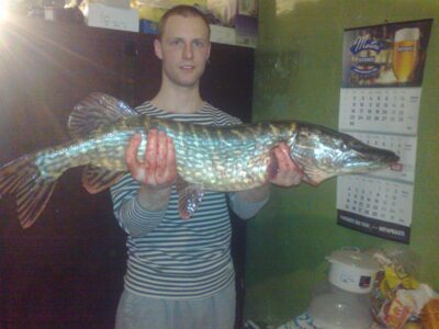Lydeka, 3,7 kg — Spalis
