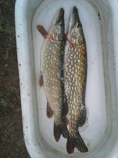Lydeka, 1,1 kg