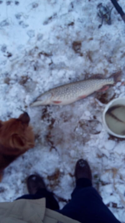 Lydeka, 2,5 kg