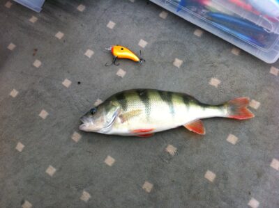 Ešerys, 0,5 kg — Simno