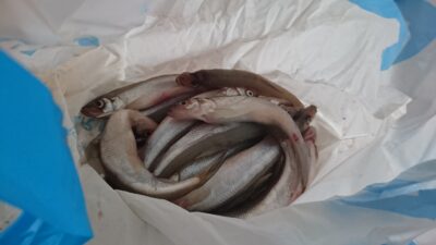 Stinta, 1,1 kg — Kuršių