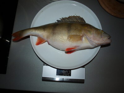 Ešerys, 0,9 kg