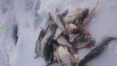 Ešerys, 2,0 kg — Ūla