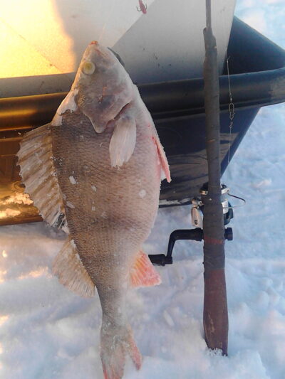 Ešerys, 0,8 kg — Kauno marių