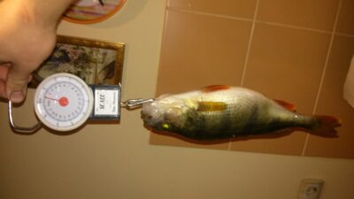 Ešerys, 0,9 kg — Zelionkos