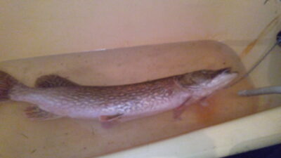 Lydeka, 8,7 kg