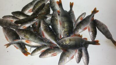 Ešerys ×34