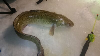 Vėgėlė, 2,5 kg