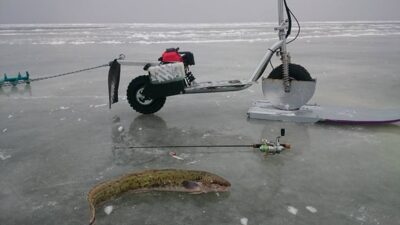 Vėgėlė — Kuršių