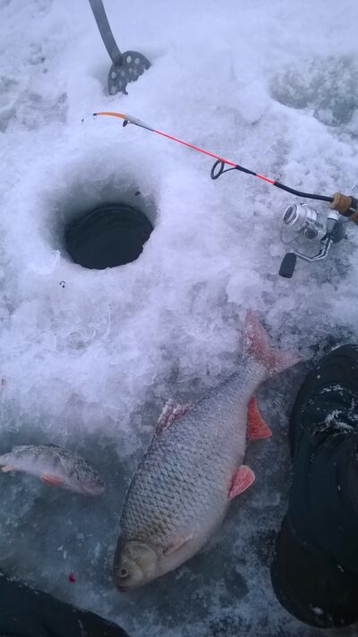 Paprastoji kuoja, 0,7 kg — Kauno marių