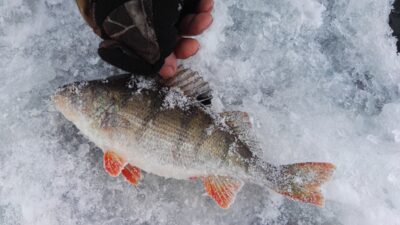 Ešerys, 0,5 kg — Kauno marių