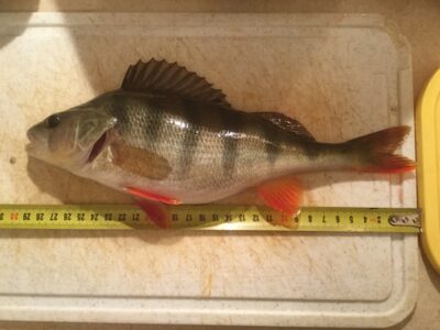 Ešerys, 0,3 kg — Vaisietis