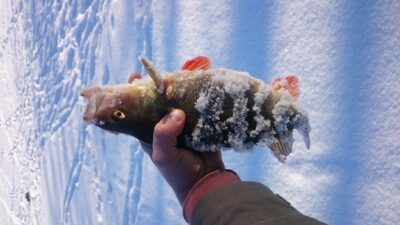 Ešerys, 0,7 kg — Samantonių