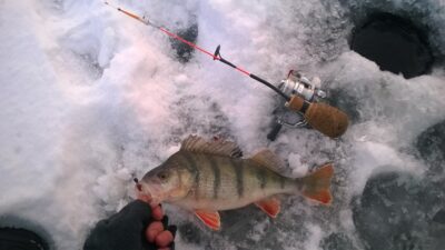 Ešerys, 0,4 kg — Kauno marių