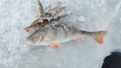Ešerys, 0,2 kg