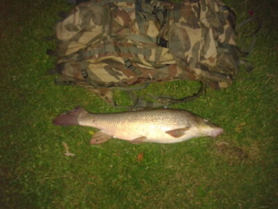Paprastasis ūsorius, 4,3 kg