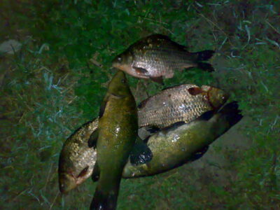 Sidabrinis karosas ×3