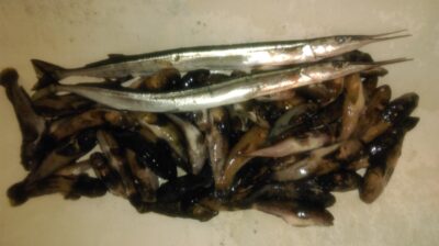 Vėjažuvė, 0,8 kg — Baltijos jūra
