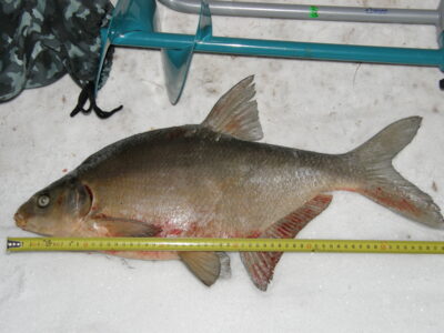 , 2,5 kg — Erzvėtas