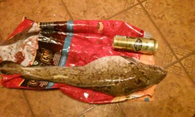 Vėgėlė, 3,2 kg — Kuršių